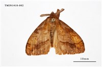 藏品(尖翅蛾科)的圖片